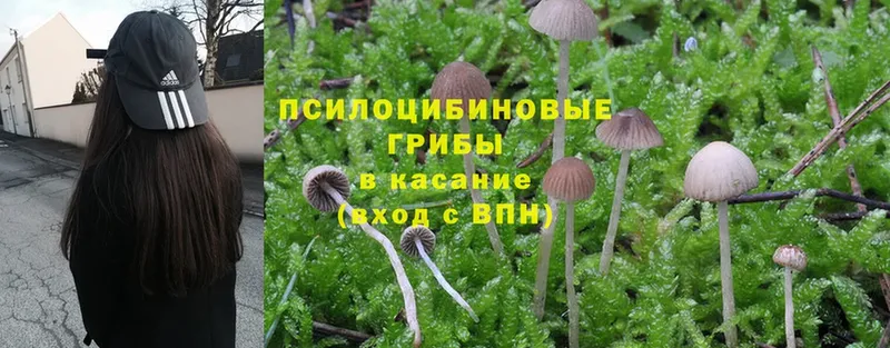 Псилоцибиновые грибы Psilocybine cubensis  Бакал 